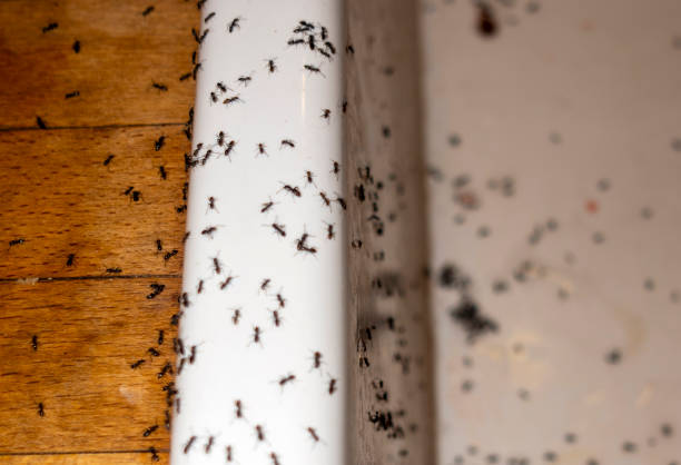  North Lakeport, CA Pest Control Pros